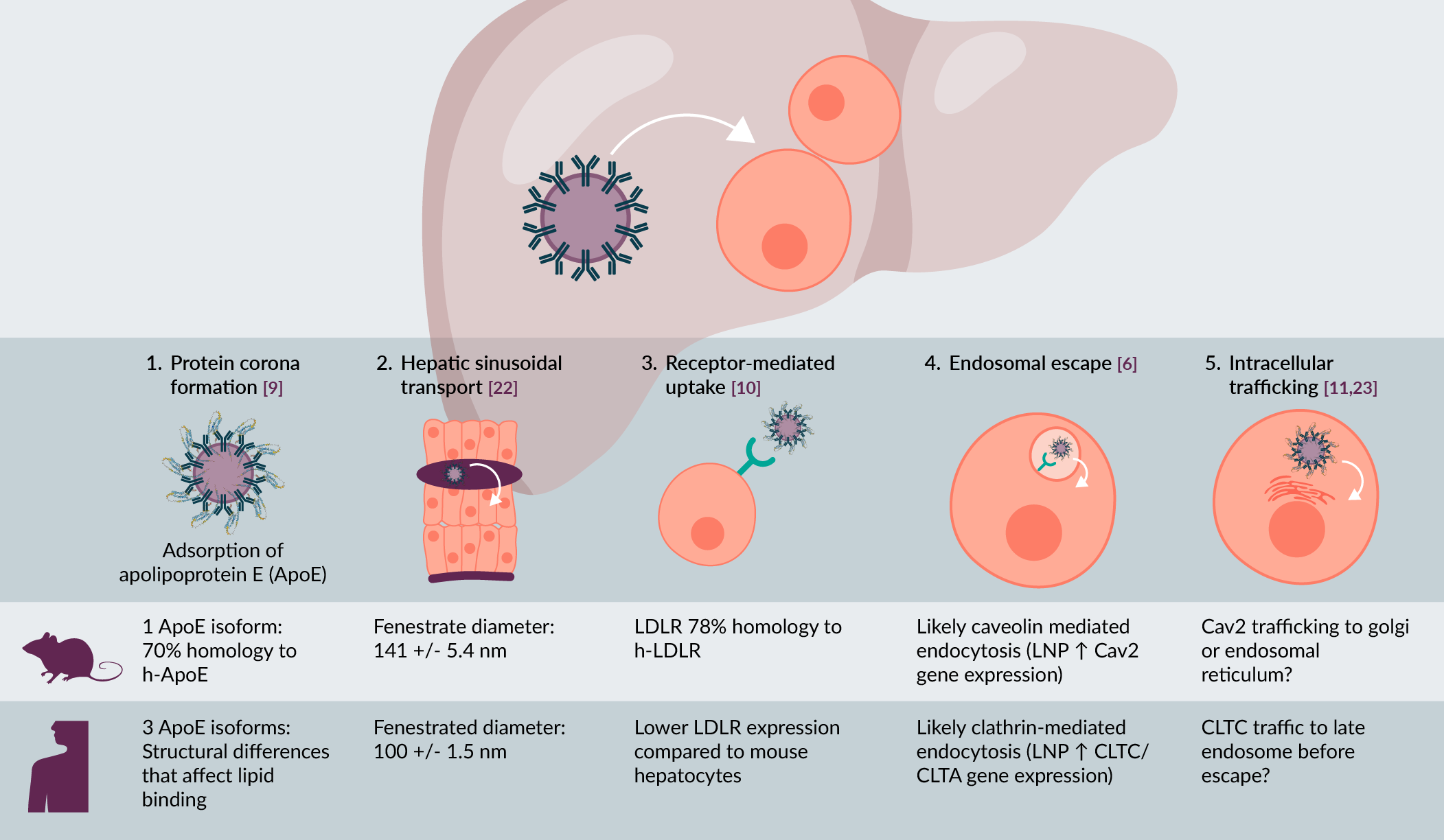 Species specific differences in LNP uptake into hepatocytes.
